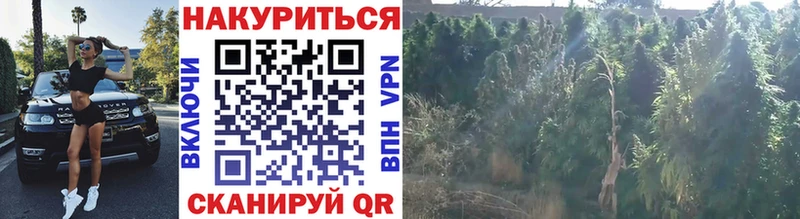 Каннабис OG Kush  Рассказово 